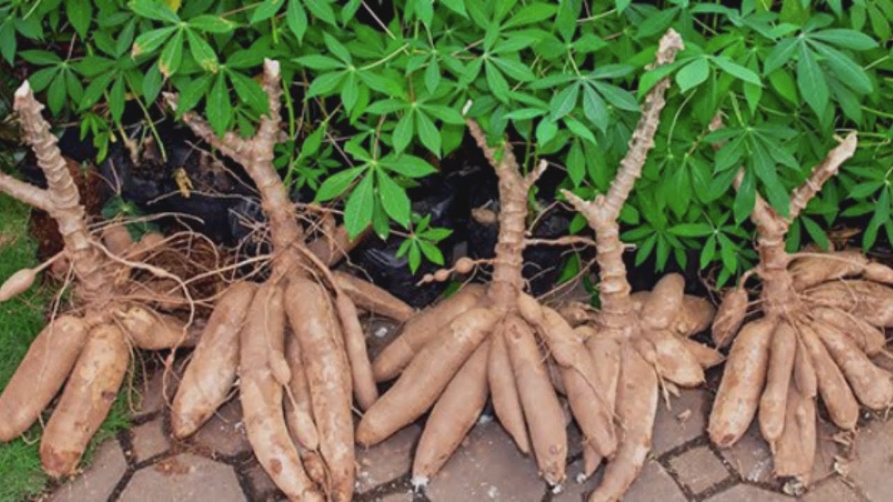 Formas correctas de sembrar la Yuca para una mejor producci&oacute;n
