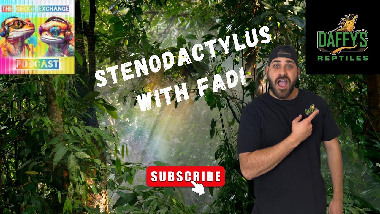 Exploring the World of Stenodactylus with Fadi from Daffy's Reptiles