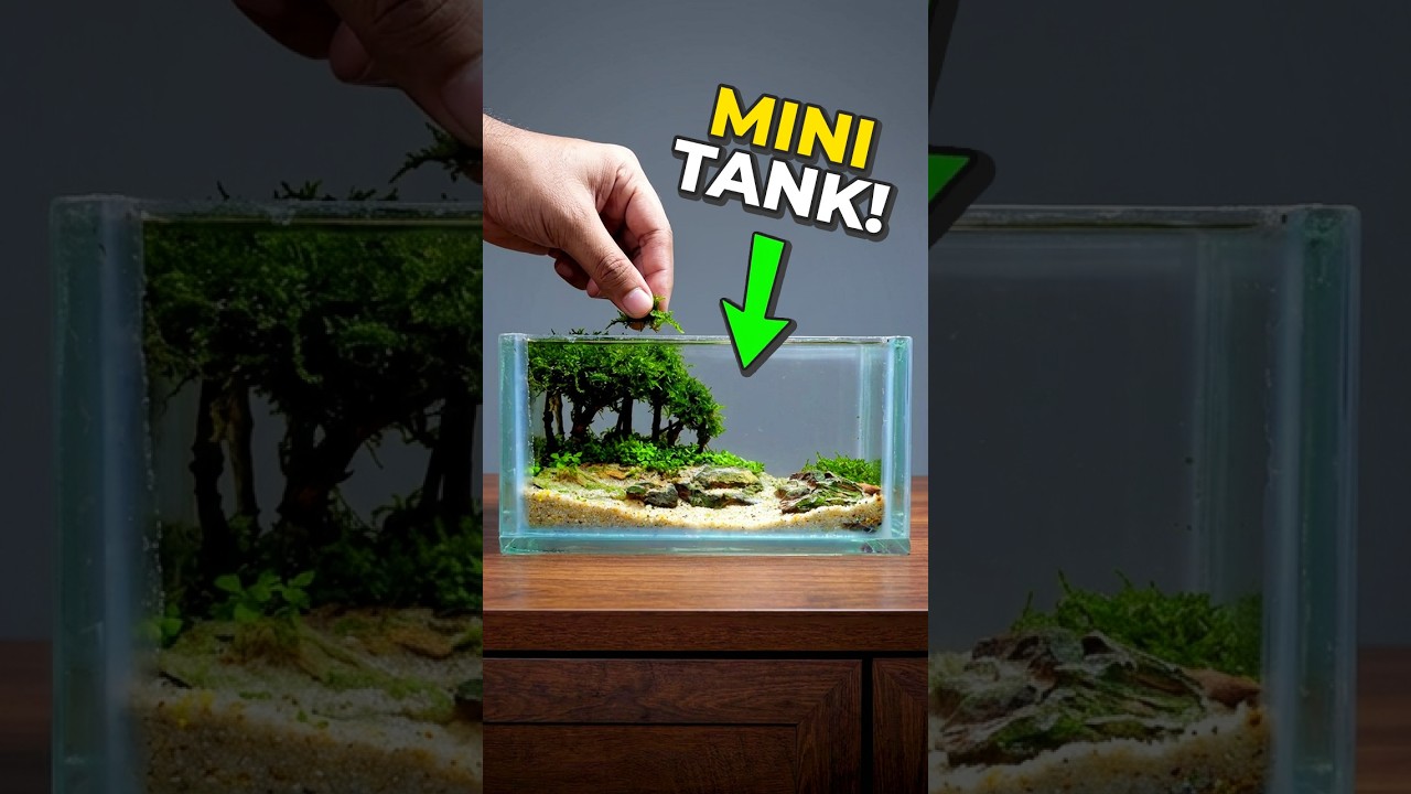 The Perfect Desktop Bonsai Tank! 🌿 #Shorts #Aquascape #NanoTank