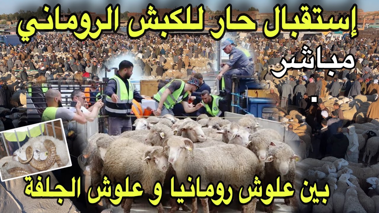 🔴إزدياد الطلب على الكباش الرومانية و الإسبانية هذه الأيام وسط ركود تام بسوق البريين للعلوش الجلفاوي