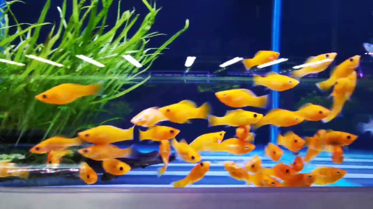 New Shop Tour at The Aquatic Design Centre