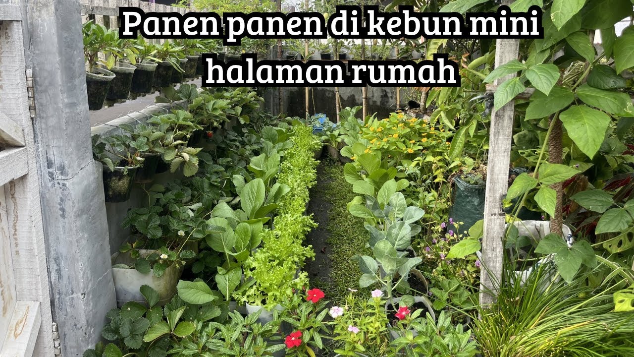 Update beberapa sayuran, panen kangkung dan kailan di kebun mini halaman depan rumah
