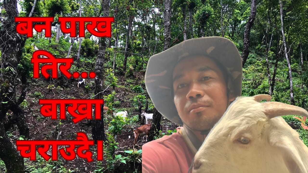 पहिलो चोटि बन तिर बाख्रा चराउदै with Manisha दिदि 