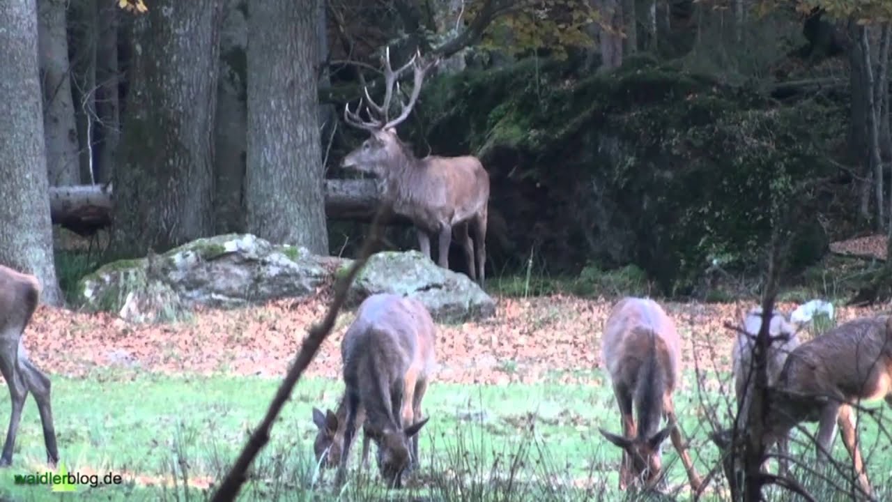 Hirschbrunft im Nationalpark  Bayer.Wald - Red deer in rut