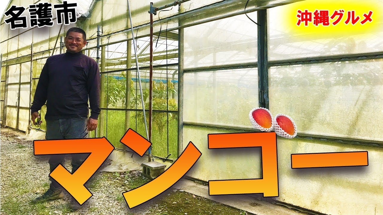 【沖縄グルメ】マンゴー農家さん、ホントにお疲れ様です🥺