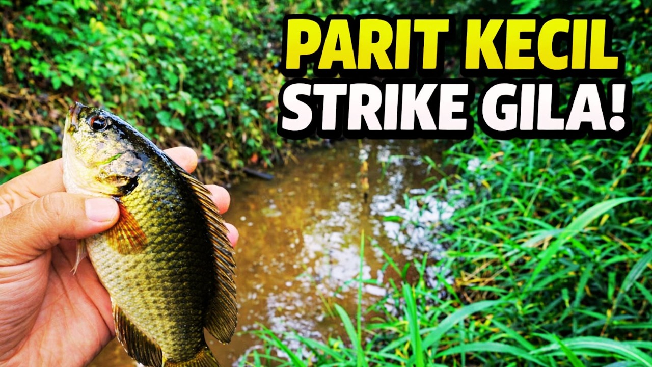 Gila! Mancing Ikan Betok di Parit Kecil Hasilnya Banyak Banget 😱 Umpan Murah Tapi Joss!