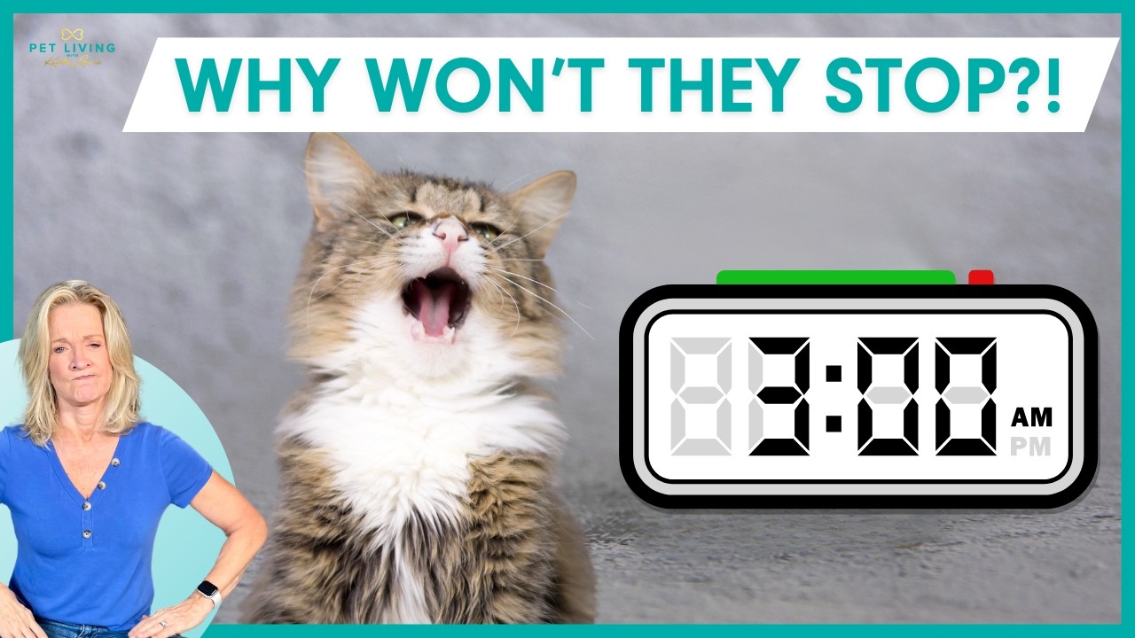 Why Your Cat Won't Stop Meowing And What It Really Means