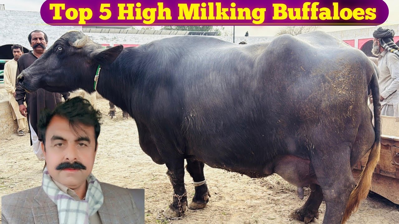Haji Shoket Doger Cattle Farm Multan || Top 5 High Milking Buffaloes || Achoo Khan Baloch || PDFA 