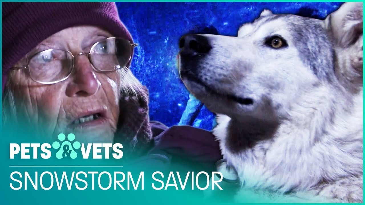 Fearless Dog Rescues Owners From Snowstorm | Pet Heroes