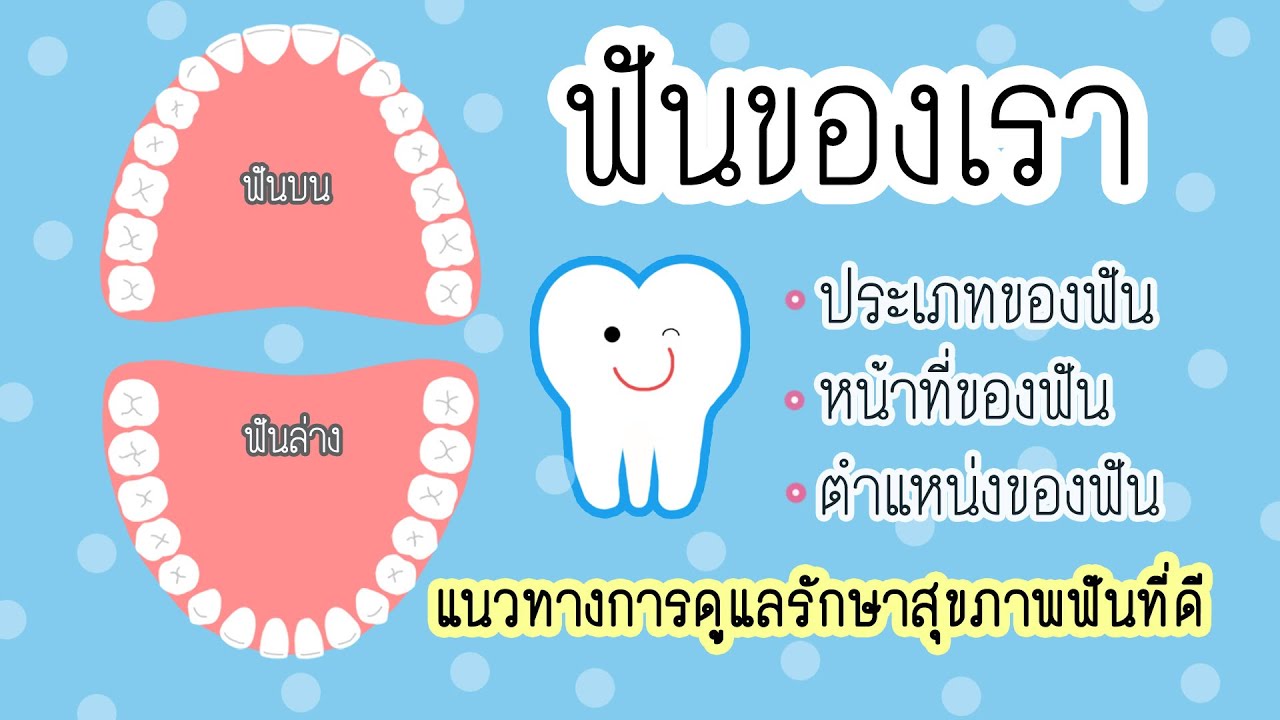 ฟันของเรา ประเภทของฟัน ตำแหน่งของฟัน และแนวทางการดูแลสุขภาพฟันที่ดี  | B Kind Story