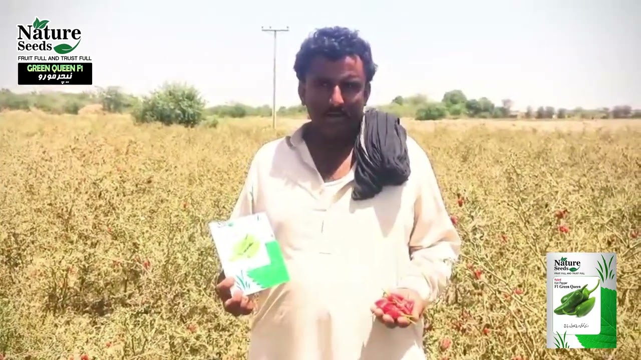 Mirch Green Queen F1 Field Review | Sindh | High Yield Hybrid Chili After Red