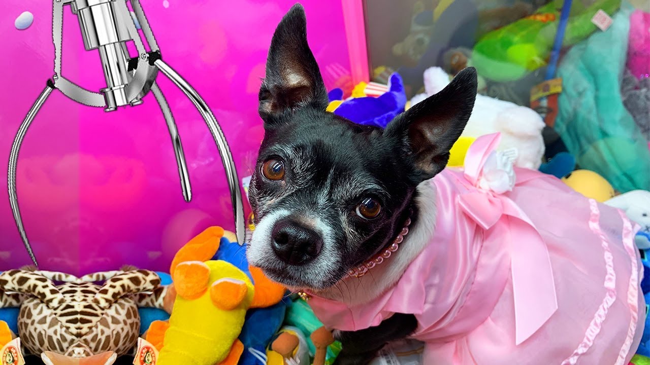 DOG INSIDE OF CLAW MACHINE!