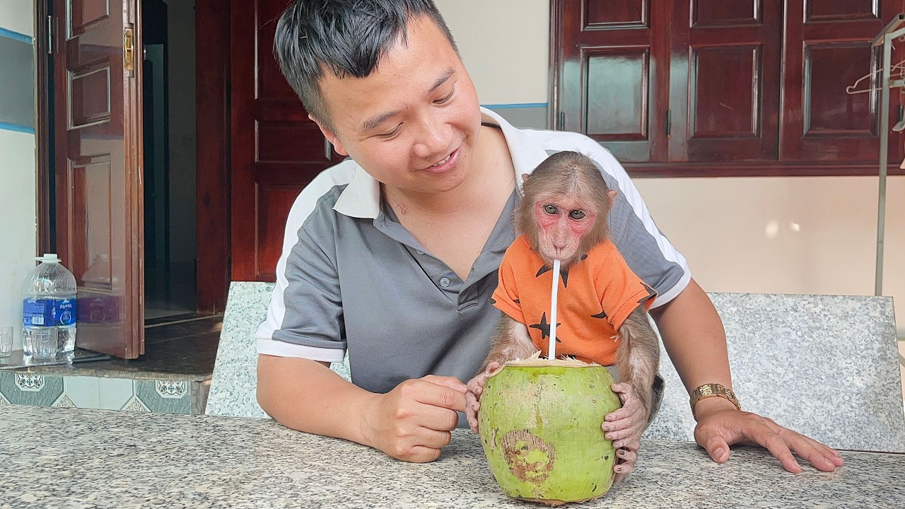 Baby Monkey CUBIS Enjoys Fresh Coconut With Dad on a Hot Day 🥥