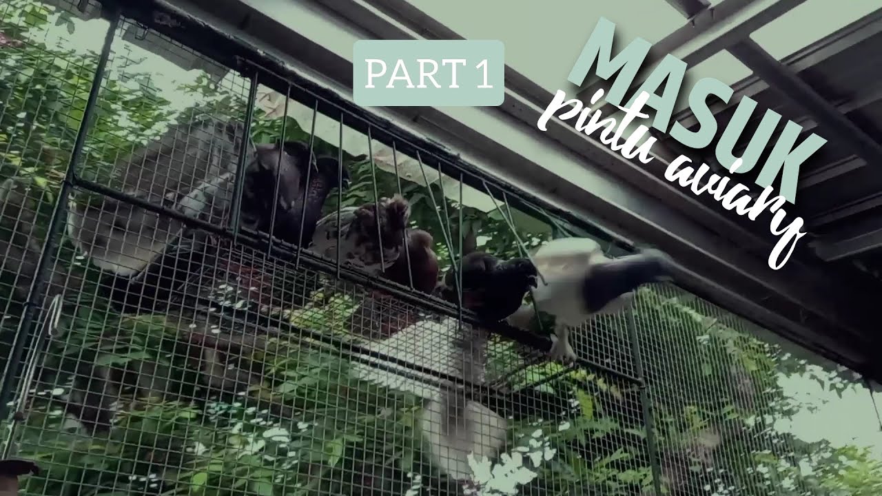 MELATIH MERPATI MASUK PINTU TRAP | TRAP DOOR TRAINING  part 1