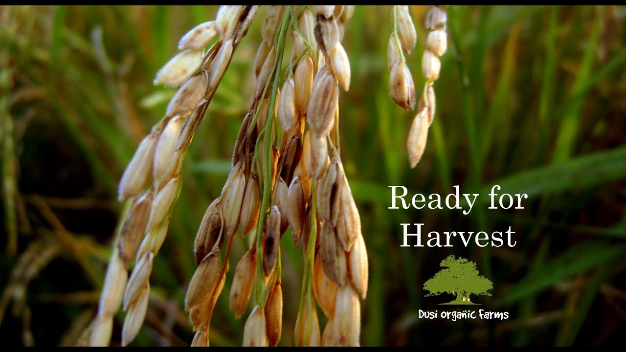 harvest ready