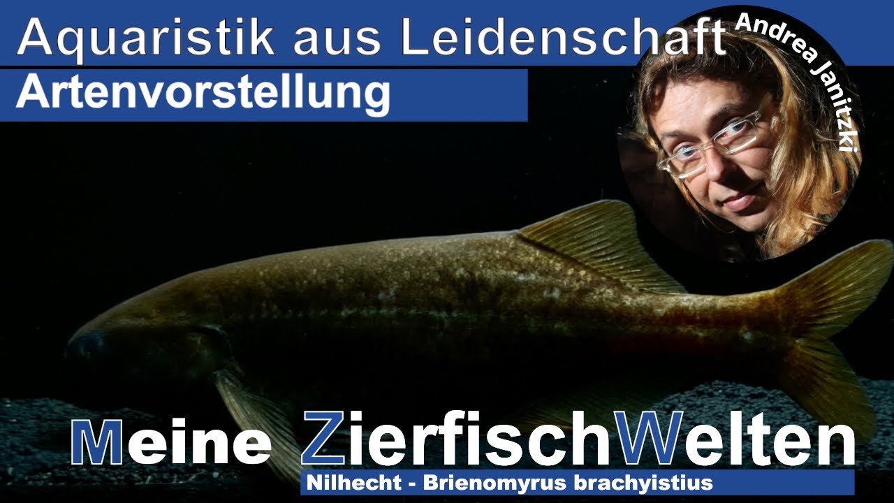 Meine ZierfischWelten Nilhecht - Brienomyrus brachyistius