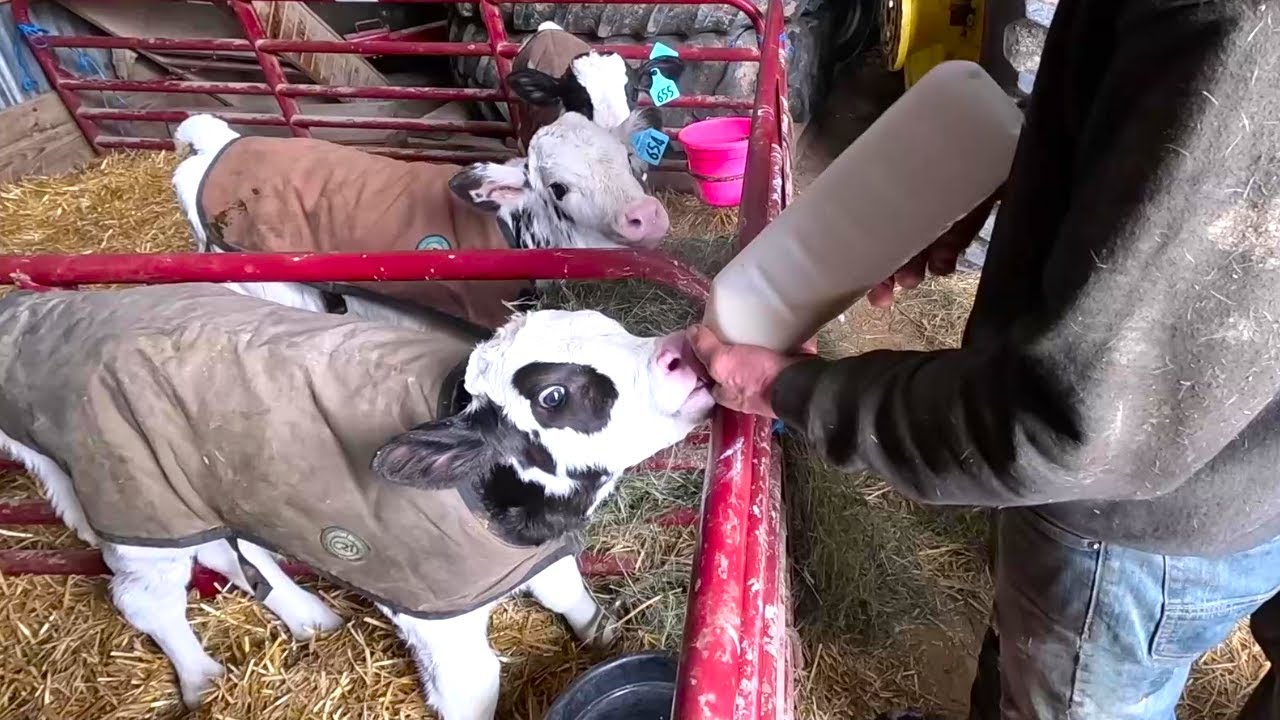 Feeding and Raising Calves On A Wisconsin Dairy Farm!