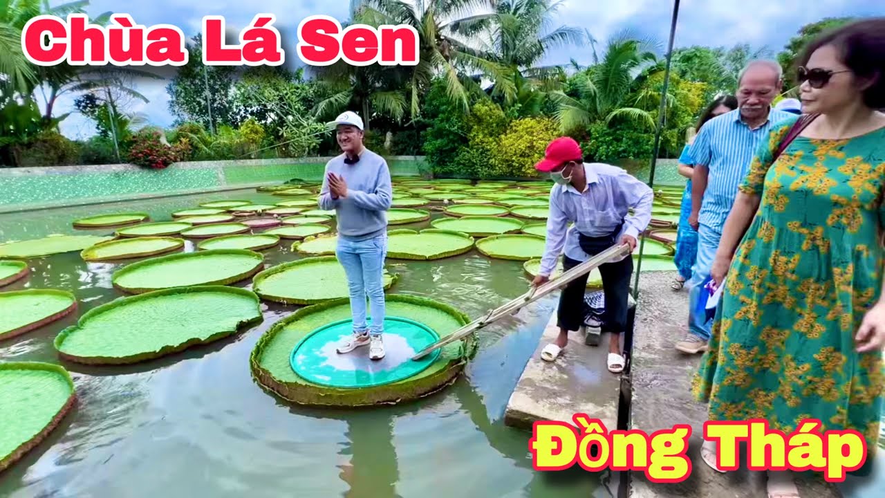 Độc Lạ Chùa Lá Sen Đồng Tháp Người Nặng 150 Kg Đứng Trên Lá Sen Không Chìm | Khương Nhựt Minh