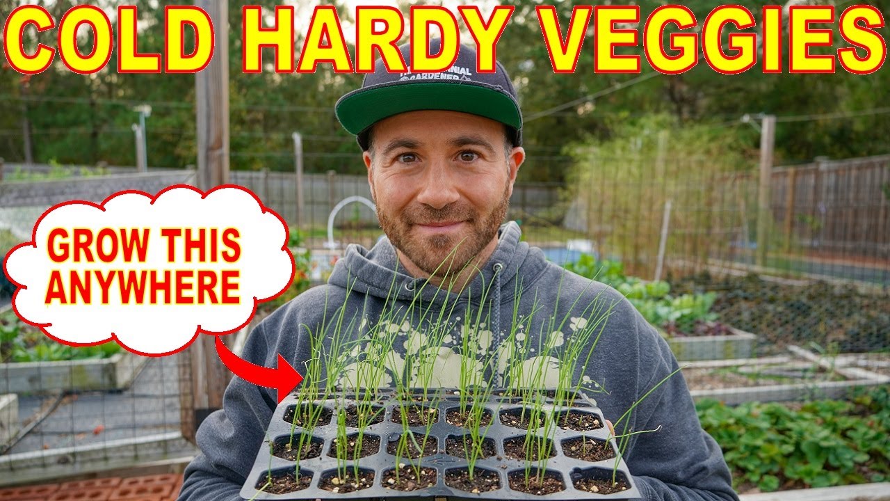 This Must Have Cold Hardy Veggie Can Grow All Winter In CANADA