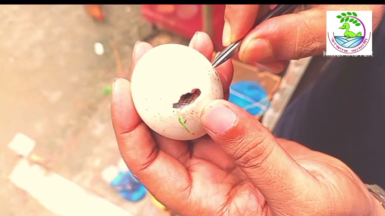 মেশিনে চিনা হাসের ডিম ফুটানোর গোপন টিপস পর্ব ২
