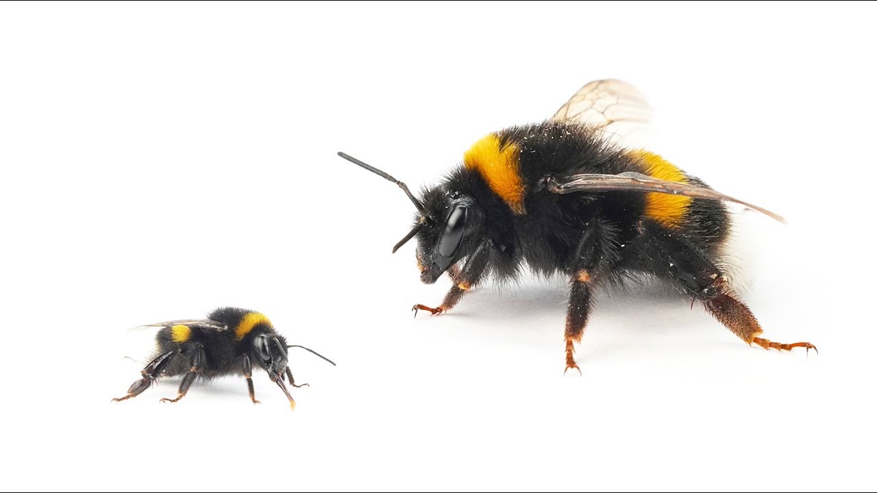 Die Hummeln (Bombus spp.)