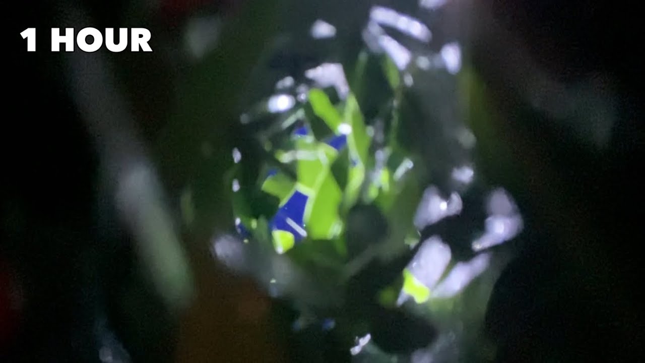 Enchanted Forest ASMR (1 HOUR) | AngelSoundsASMR