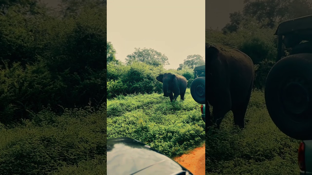 Udawalawe Travel Vlog 🇱🇰 | Elephants, Nature & Hidden Beauty 