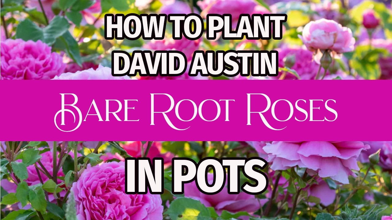 How to Plant David Austin Bare Root Roses in Pots 