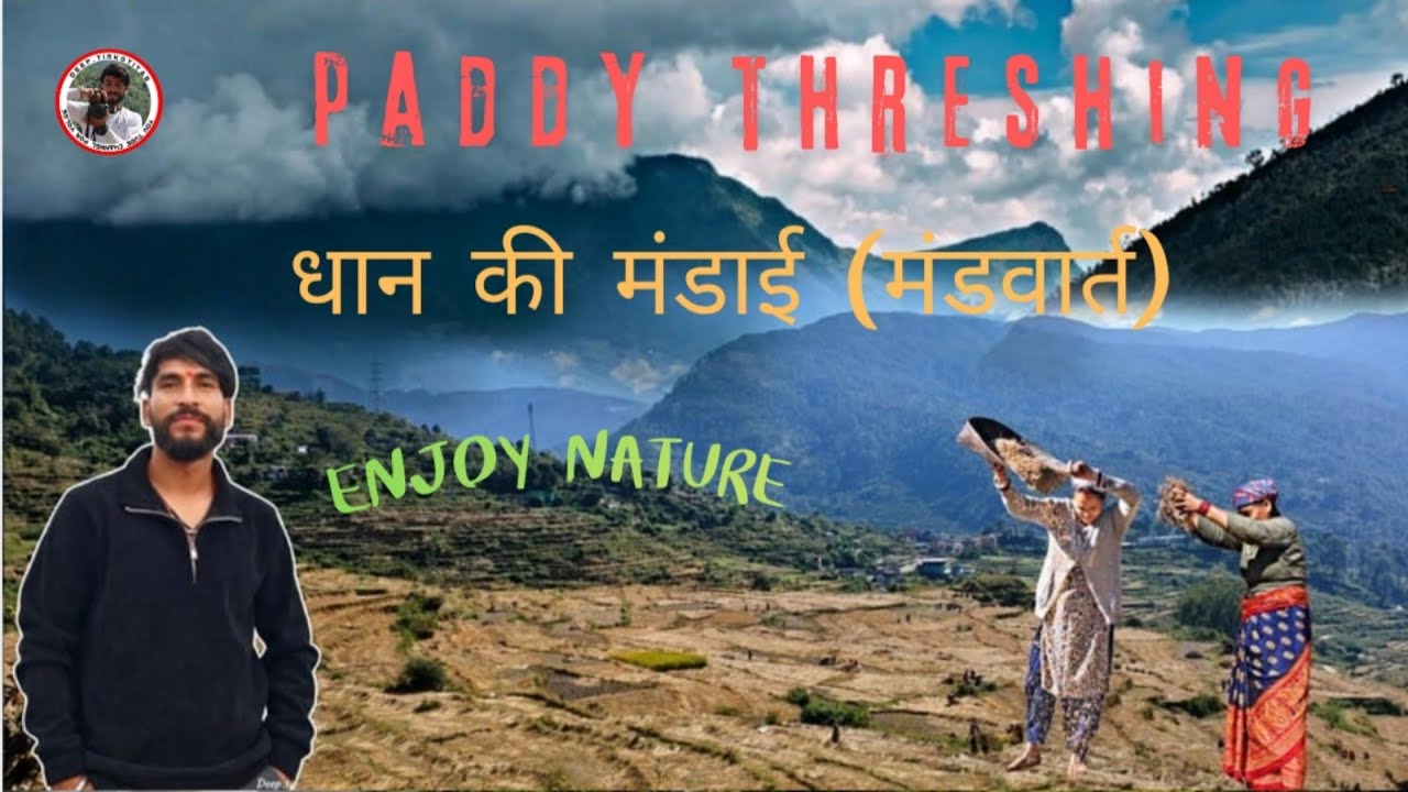 धान की मंडाई (मंडवार्त) || paddy threshing  @PriyankaYogiTiwari @PahadiBiker @CoolPahadi