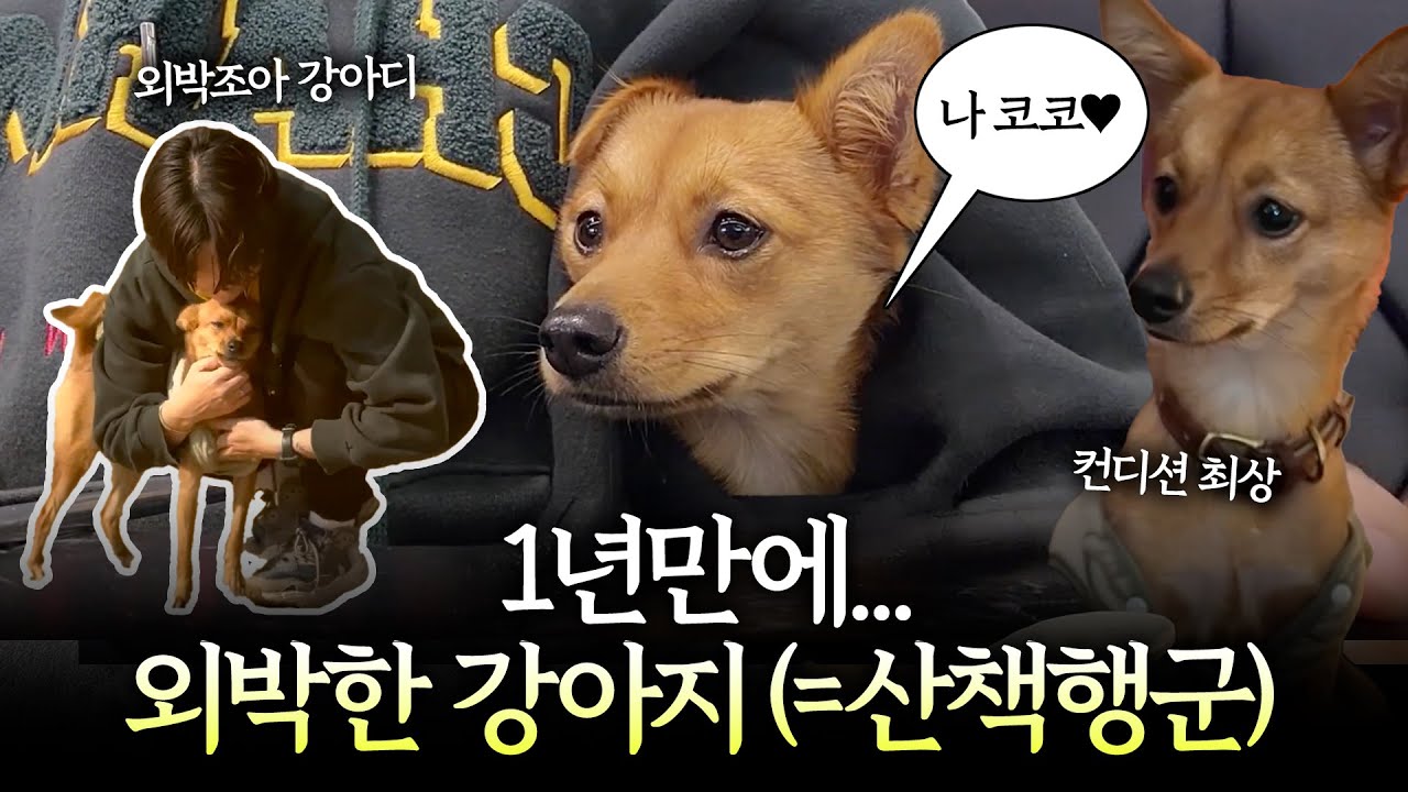 [유기견 입양 1년] 우울증 공황 이겨내고 함께 떠난 첫 여행 Vlog