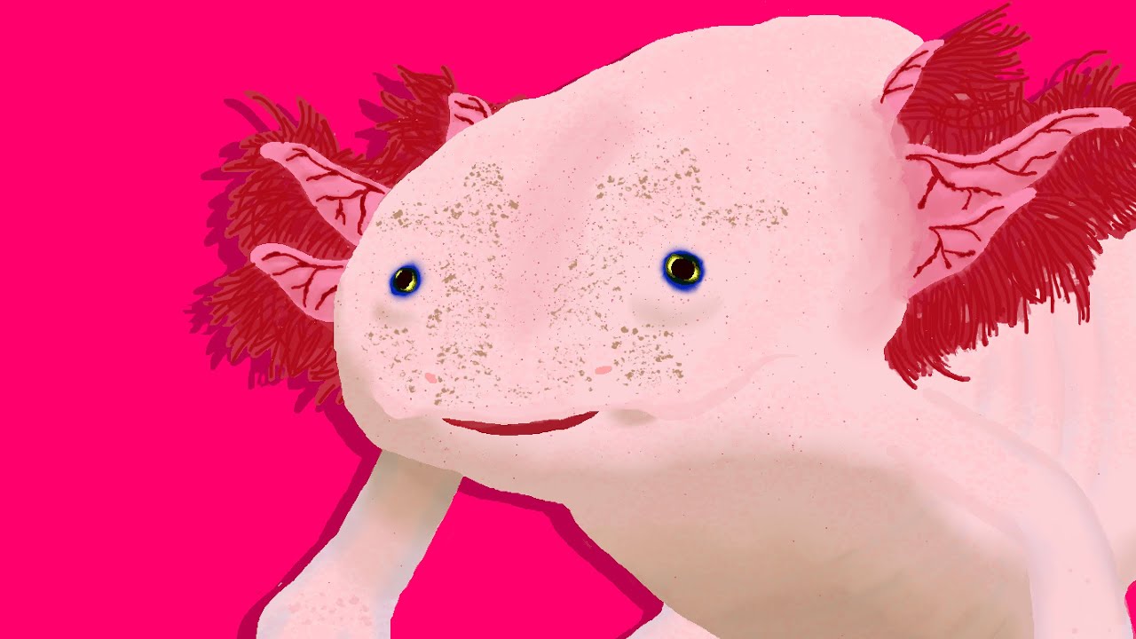 AXOLOTL ALBUM
