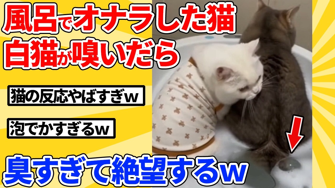 【2ch動物スレ】ヤンキーがよく溜まってる場所にヤンキー猫が溜まってたｗｗｗｗｗ