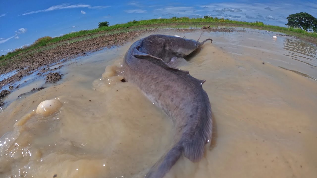  Top video, skills catch fish in water and pick duck eggs in rice field by hand
