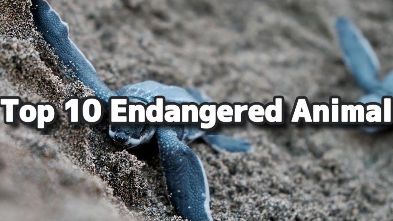 Top 10 Critically Endangered Animals: The World's Rarest Species