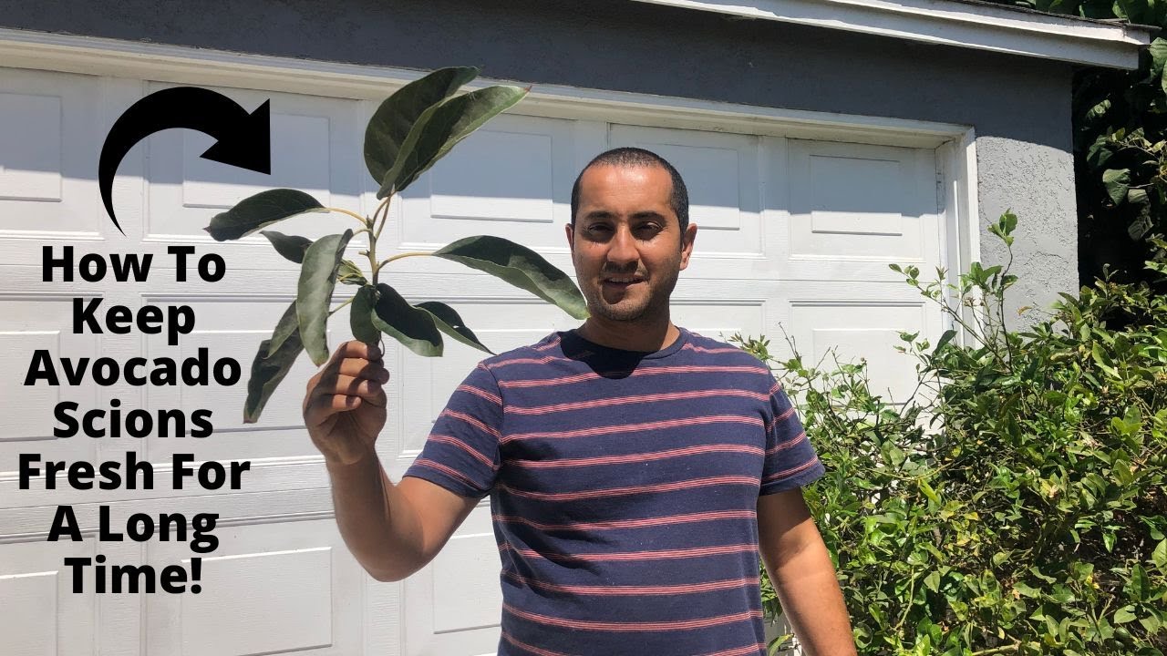 How to Store Avocado Scions For Up To a Month!
