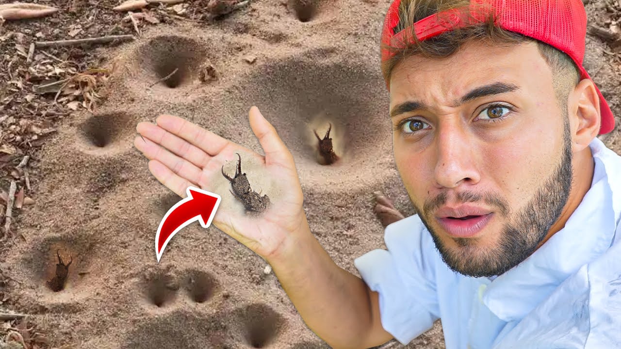 CAÇANDO FORMIGAS LEÃO DENTRO das ARMADILHAS na NATUREZA