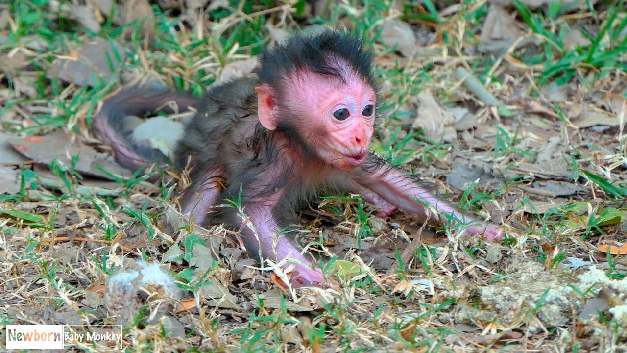 A Soft and Sad Morning as a Newborn Baby Seeks Comfort While a Tired Mother Monkey Gathers Strength