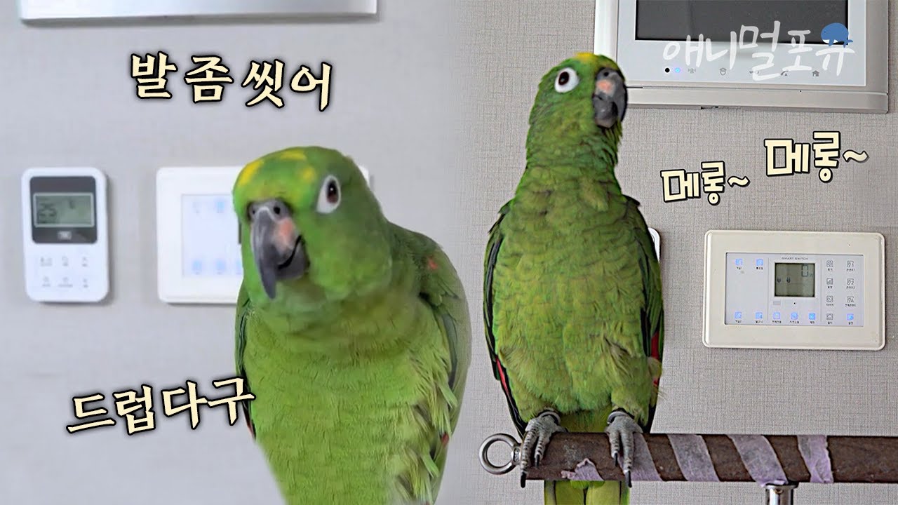발 씻으라는 잔소리부터 메롱~ 놀리기까지?! 천재 앵무새의 기가 막힌 수다 실력🦜 | 생생정보 230808 방송