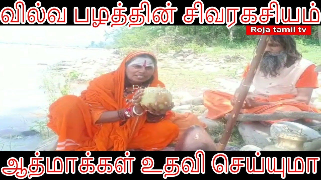 வில்வ பழத்தின் சிவ ரகசியம் l Atma siddhar latest videos..l Ganga river forest