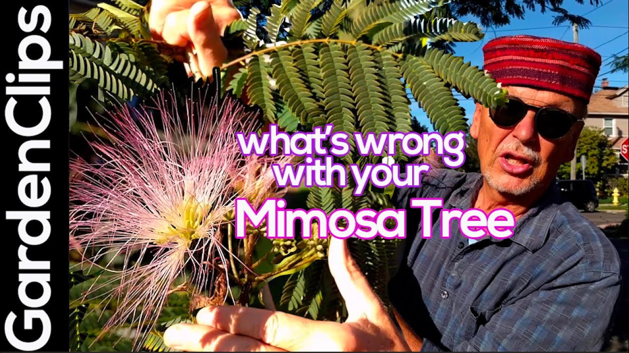 Mimosa Tree - Albizia julibrissin What's wrong w a nitrogen fixing tropical looking flowering tree?