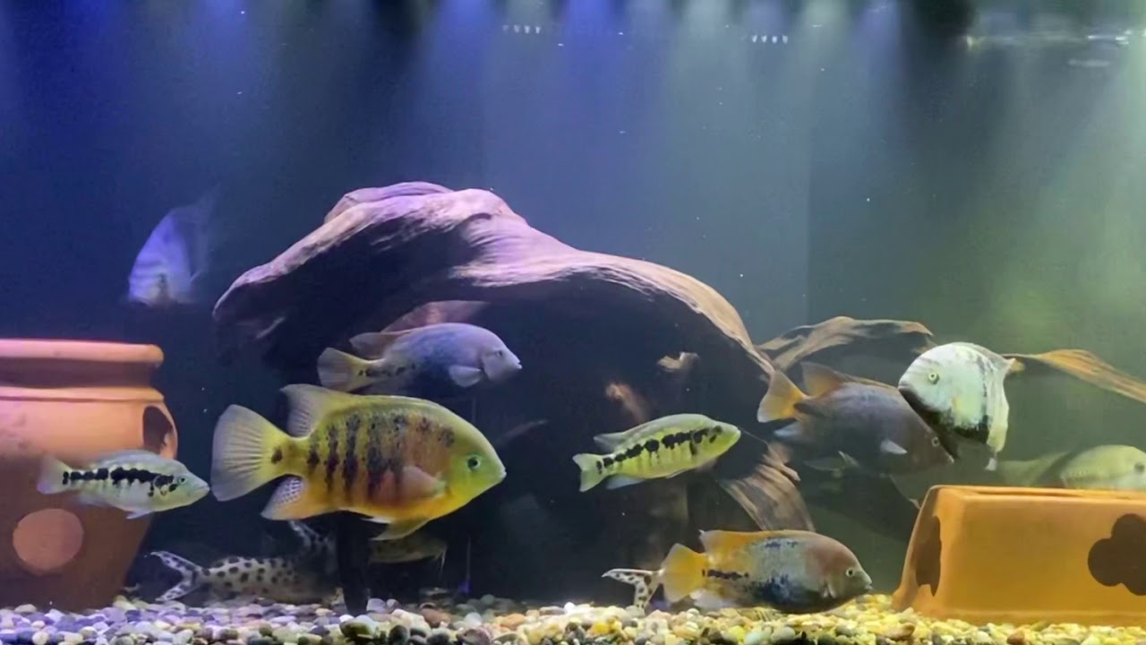 Central American cichlid community tank