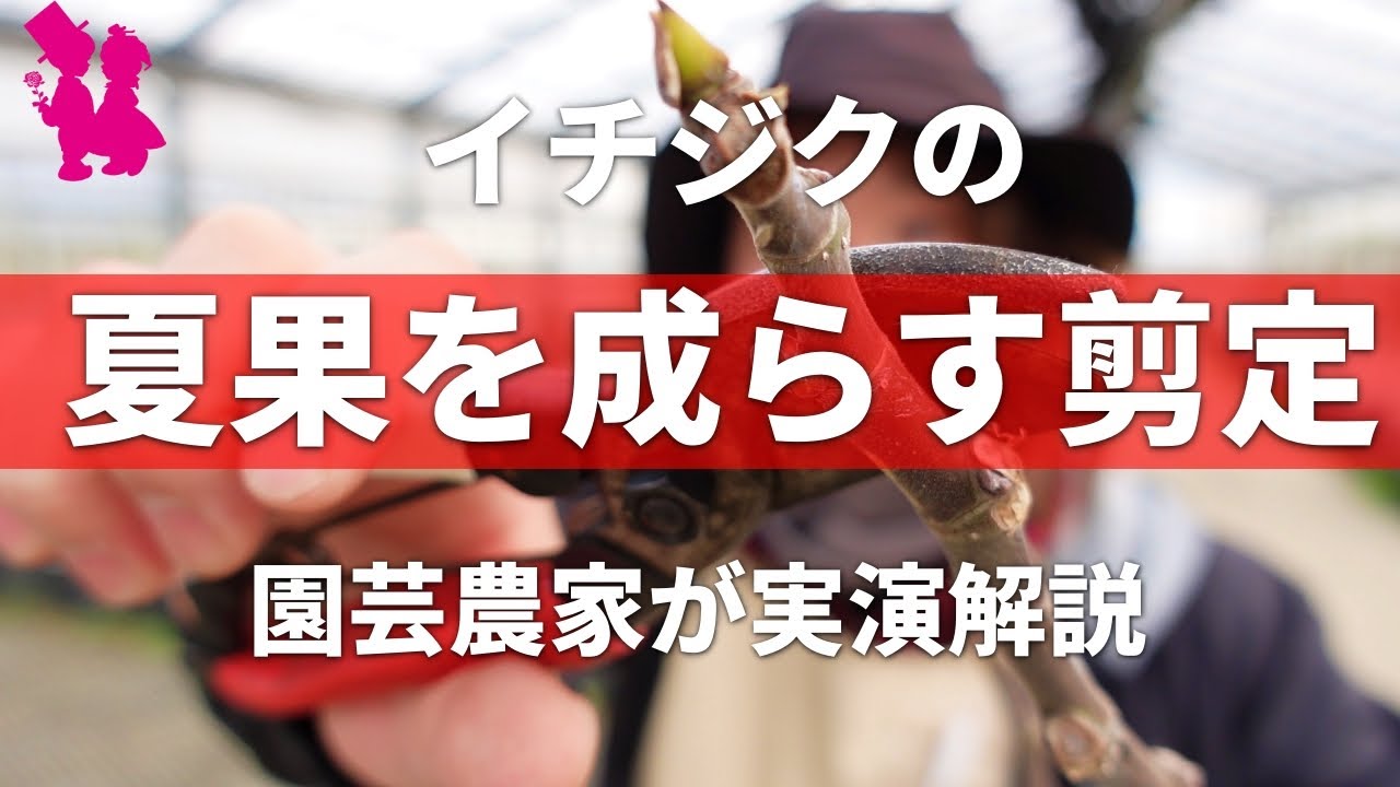 【イチジク】夏果を収穫するための剪定方法を園芸農家が教えます