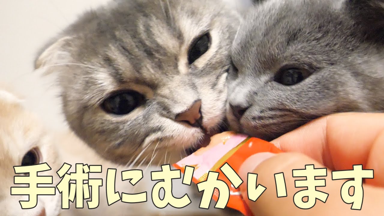 あした、手術へ向かいます…
