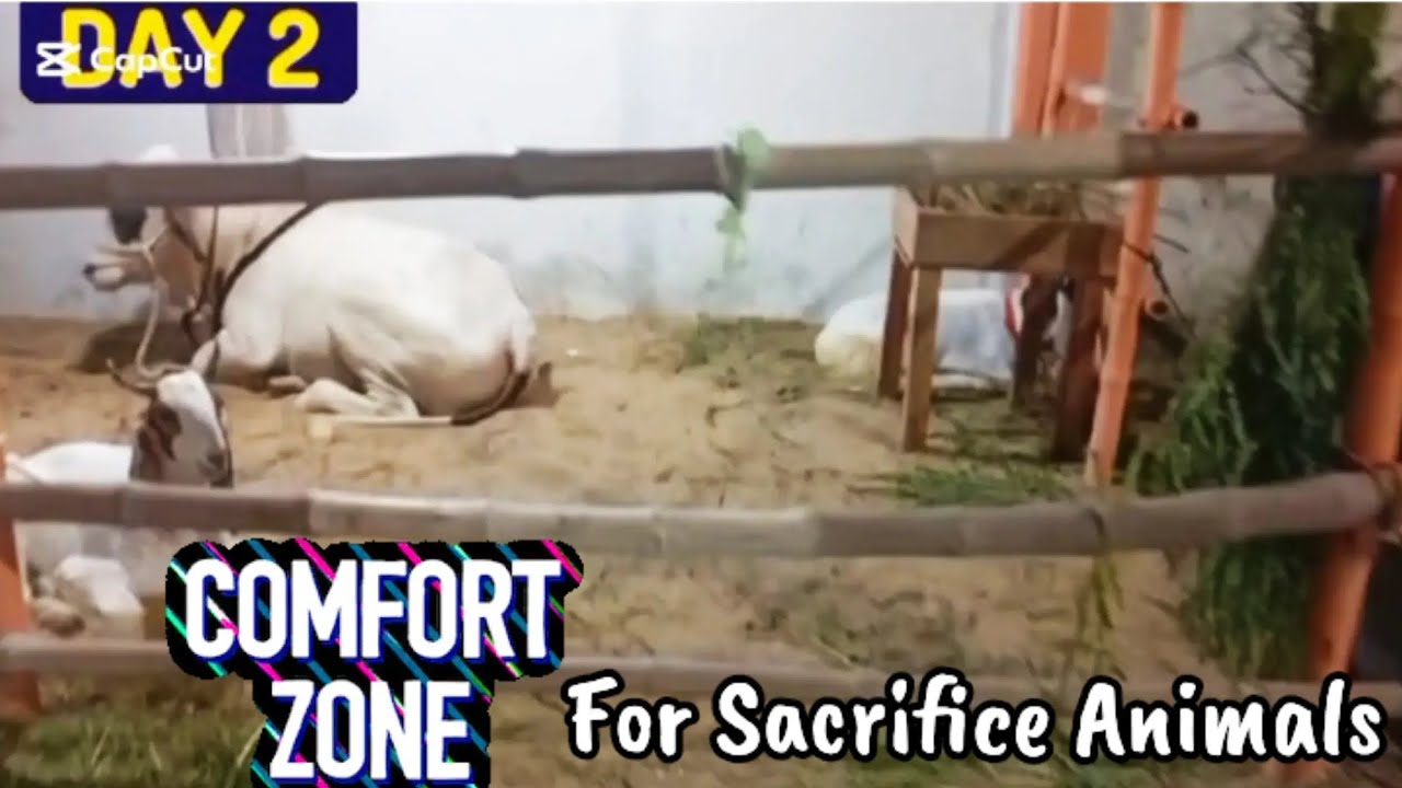 Day 2️⃣ Comfort Zone For Sacrifice Animals @fatimayounus7935 #eiduladha #quurbani #2026 #comfortzone