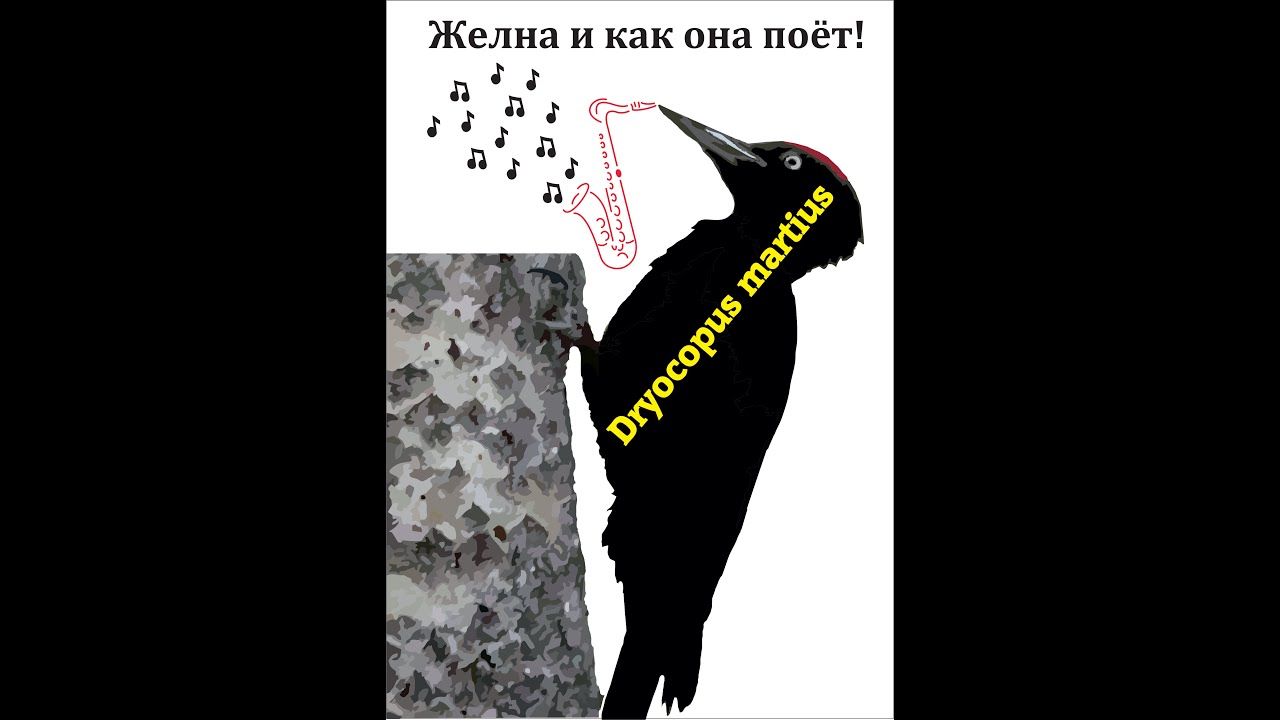 Желна - Чёрный дятел - Dryocopus martius #Dryocopusmartius #Желна