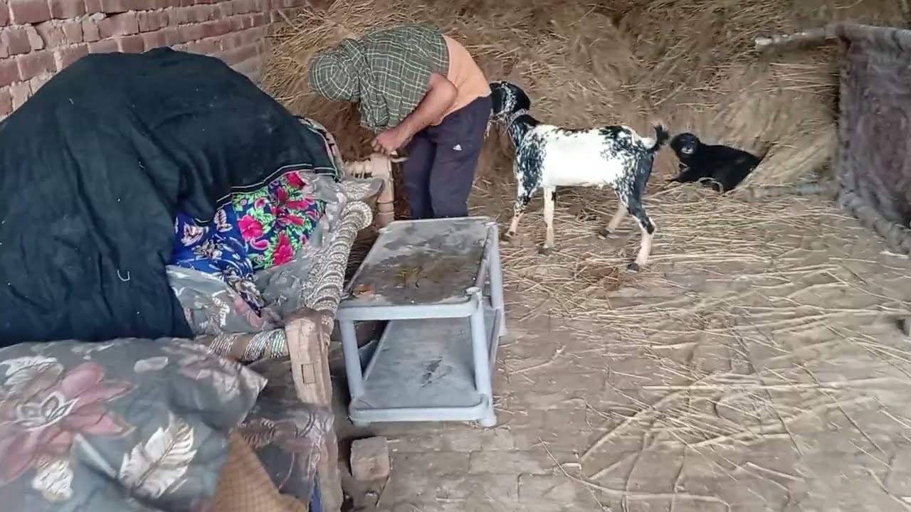 Today  palying with goat romance in room 😜😜😜
