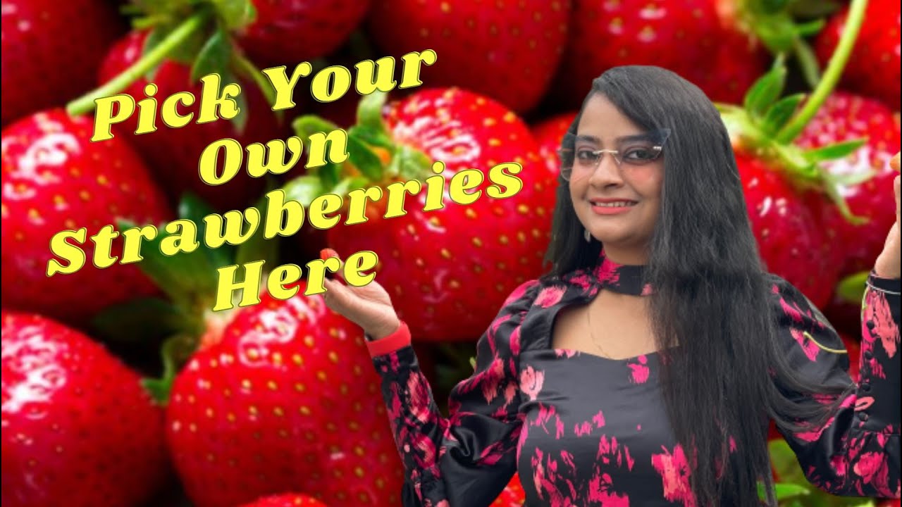 Strawberry Picking in Ireland | Wheelocks Strawberry Farm | Wexford | Ireland  | Weekend Trip