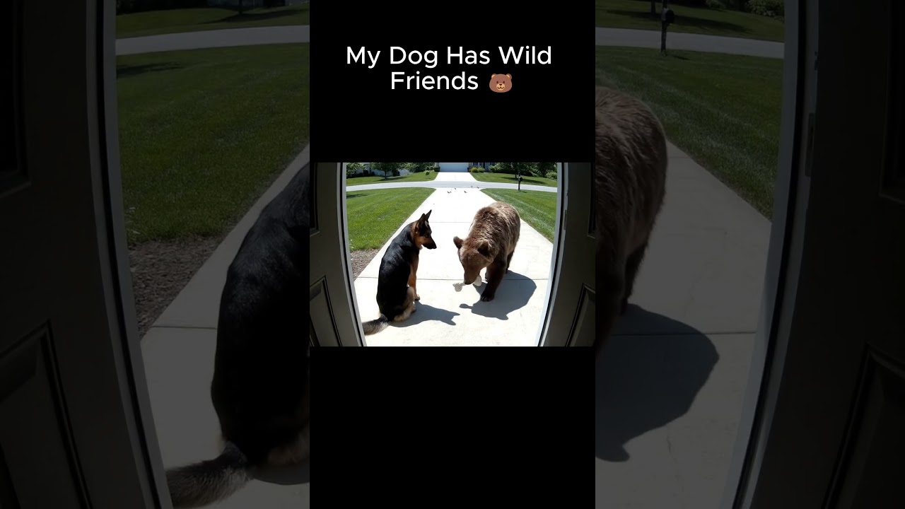 🐻 My Dog Has Wild Friends 🐻  #animals #shorts