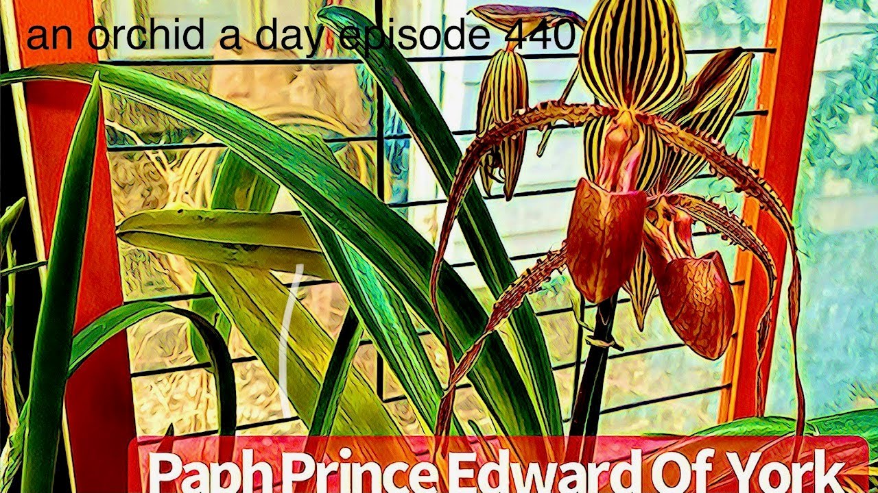 AN ORCHID A DAY EPISODE 440  A LOOK BACK AT RECENTLY REPOTTED ANGRECOID SEEDLINGS and orchid blooms
