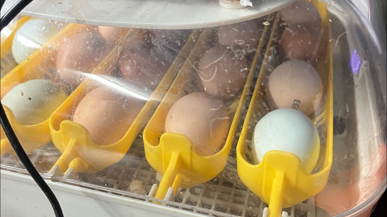 We Got Some Hatching Eggs In!